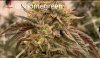 grow-with-medic-grow-fold8-shomegreen-20211122.jpg