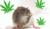 Party Mouse.gif