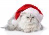 christmas-cat-red-santa-claus-cap-isolated-white-backgro-40403149.jpg