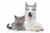 cat-dog-together-white-background-28862899.jpg