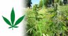 Cannabis-ruderalis-the-third-weed-WeedSeedShop.jpg