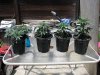 socal70-albums-1st-grow-picture70976-day38-0459.jpg