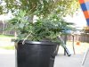 socal70-albums-1st-grow-picture70974-day38-0457.jpg