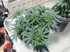 socal70-albums-1st-grow-picture70973-day38-0455.jpg