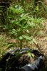 dopewear-albums-ghetto-veg-box-first-outdoor-grow-picture71037-dsc-3248.jpg