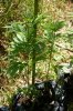 dopewear-albums-ghetto-veg-box-first-outdoor-grow-picture71038-dsc-3249.jpg