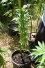 dopewear-albums-ghetto-veg-box-first-outdoor-grow-picture71047-dsc-3242.jpg