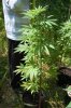 dopewear-albums-ghetto-veg-box-first-outdoor-grow-picture71050-dsc-3245.jpg