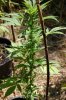 dopewear-albums-ghetto-veg-box-first-outdoor-grow-picture71053-dsc-3259.jpg