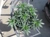 socal70-albums-1st-grow-picture71168-day39-0466.jpg