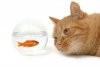 cat-fish-1453493.jpg