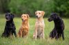 four-color-labrador-retriever-dogs-sitting-on-the-grass.jpg