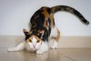 cat-ready-to-attack-calico-something-91003403.jpg