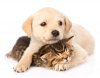 golden-retriever-puppy-dog-hugging-sleeping-british-cat-isolated-white-55670046.jpg