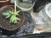 2 Veg Tent - MS clone and SBK in jar rooting.jpg