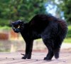 black-cat-back.jpg