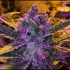 purple-haze-from-seeds66.jpg