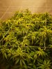 ak47 grow light.jpg