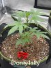 grow-with-medicgrow-fold8-only1sky-day30-1.jpg