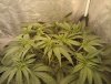 4 - 25th Feb (FromSeed-MS 1.jpg