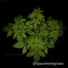 grow-with-medicgrow-smart8-spacementgrown-20220122.jpg