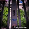 grow-with-medicgrow-smart8-spacementgrown-20220212-4.jpeg
