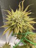 Phishwreck Flower Day 68 1.JPG