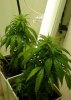 sage-trainwreck2.jpg