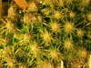 flowering - day 42 #1.jpg