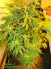 chronic_serious_seeds.jpg
