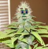 Stoned Plant.jpg