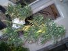 Picture 008.jpg