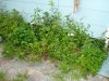 DSC00476.jpg