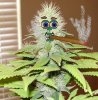 Stoned Plant 3.jpg