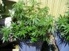 09 Grow Time001-1.jpg