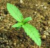 happy-marijuana-seedling.jpg