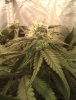 12 - Clone plant bud shot.jpg