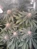 9 - MS Clone Mother Plant.jpg