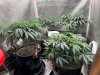 46 days defoliation.jpg