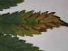 leaf4.jpg