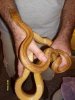 yellow rat snake (3).jpg