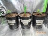 Day1inPots02.JPG