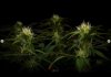grow-with-medicgrow-smart8-spacementgrown-day23-5.jpg