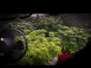 grow-with-medicgrow-smart8-spacementgrown-day26flower-5.jpg