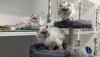 himalayan-cats-1-5885237-1651522304054.jpg