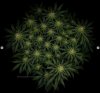 grow-with-medicgrow-smart8-spacementgrown-day30flower-1.jpg