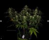 grow-with-medicgrow-smart8-spacementgrown-day30flower-23.jpg