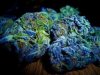 blue-dream-marijuana-flowering-buds-mmj-pot-cannabis-dispensary-near-you.jpg