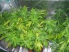 GC May 15 2022, manganese deficiency, left plant.jpg