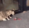 bad-day-cat.gif